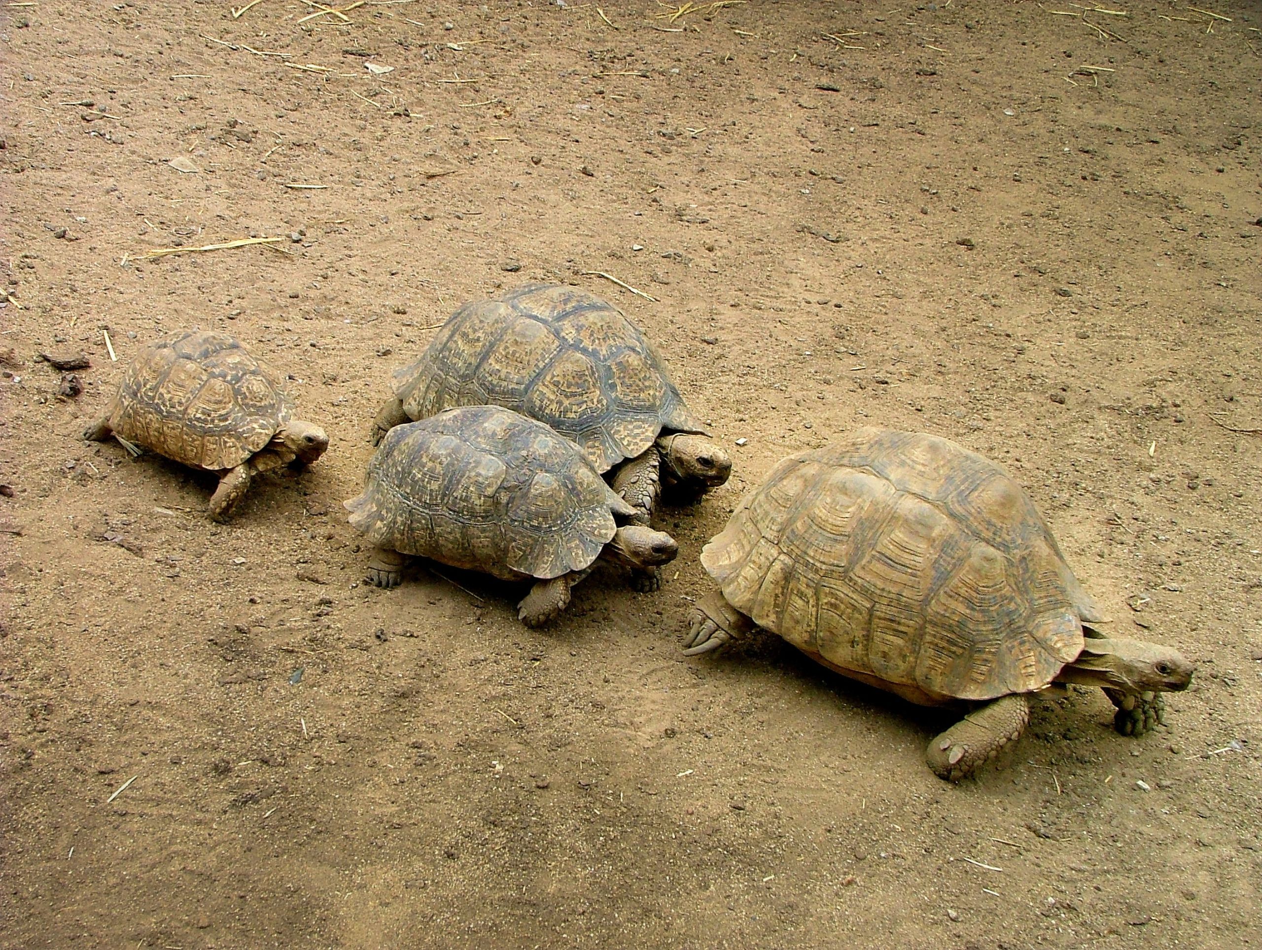 Tortoises Walking in a Line